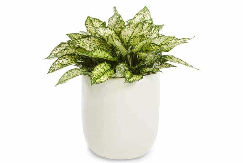 อโกลนีมา (Aglaonema)