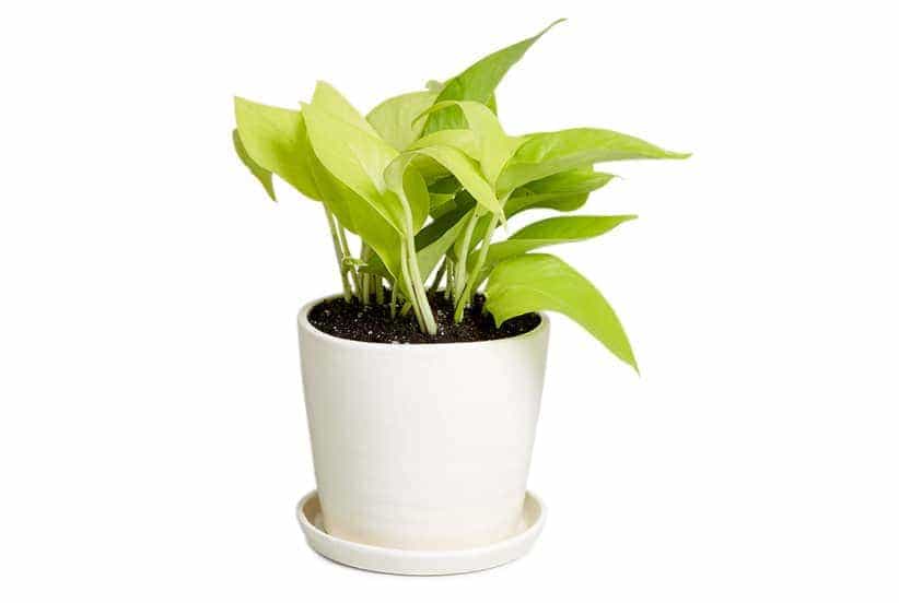 พลูด่าง