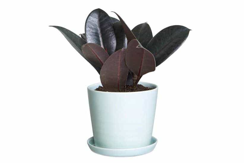 ต้นยางอินเดีย (Ficus elastica)