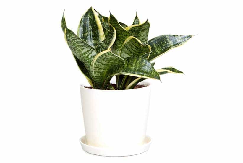 ลิ้นมังกร