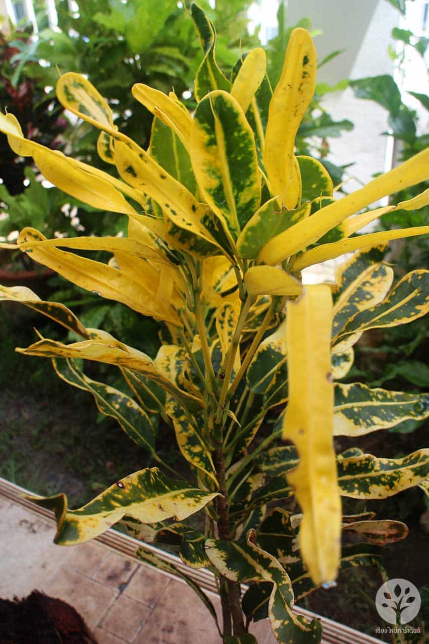 โกสนขุนช้างเข้าโบสถ์