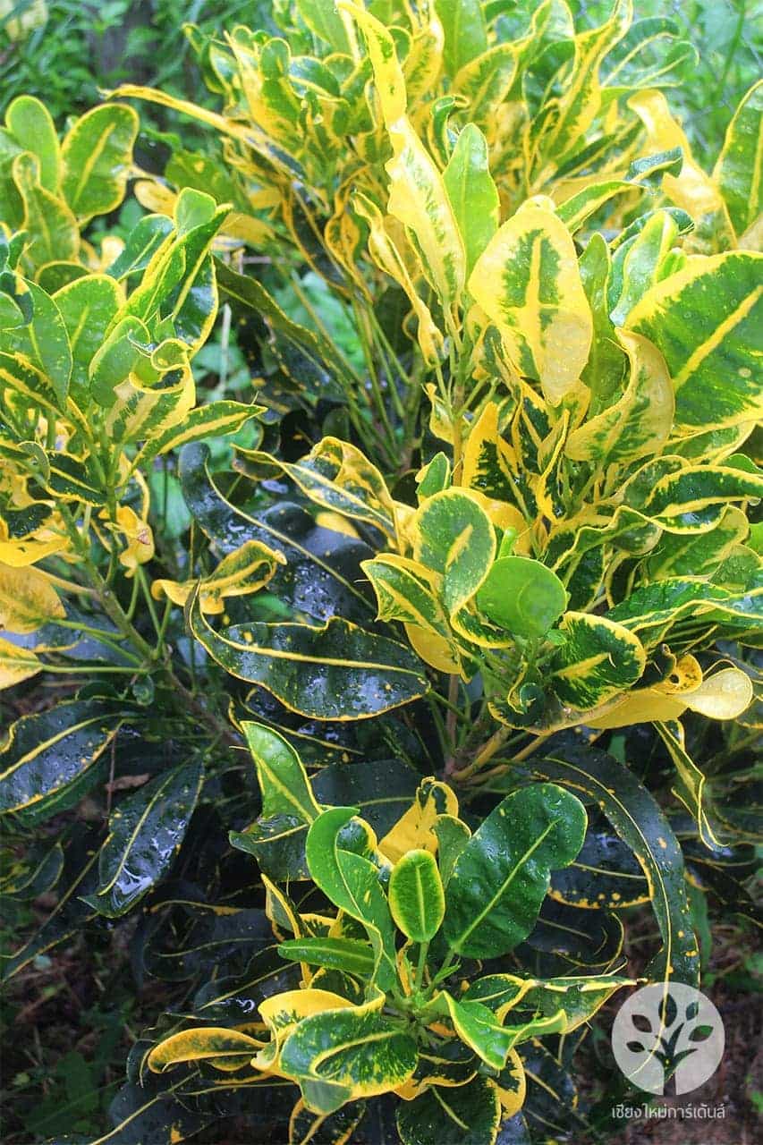 โกสนขุนช้างเข้าโบสถ์