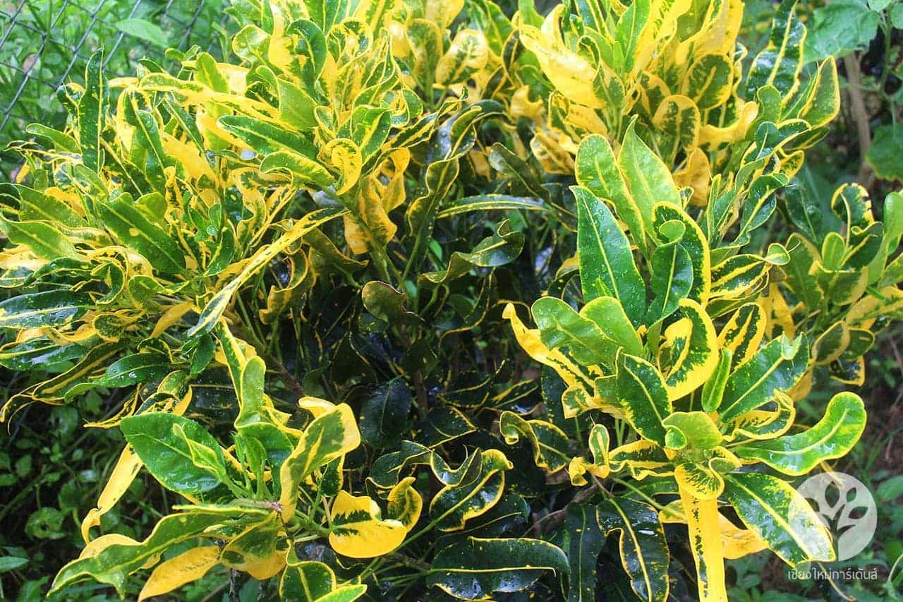 โกสนขุนช้างเข้าโบสถ์