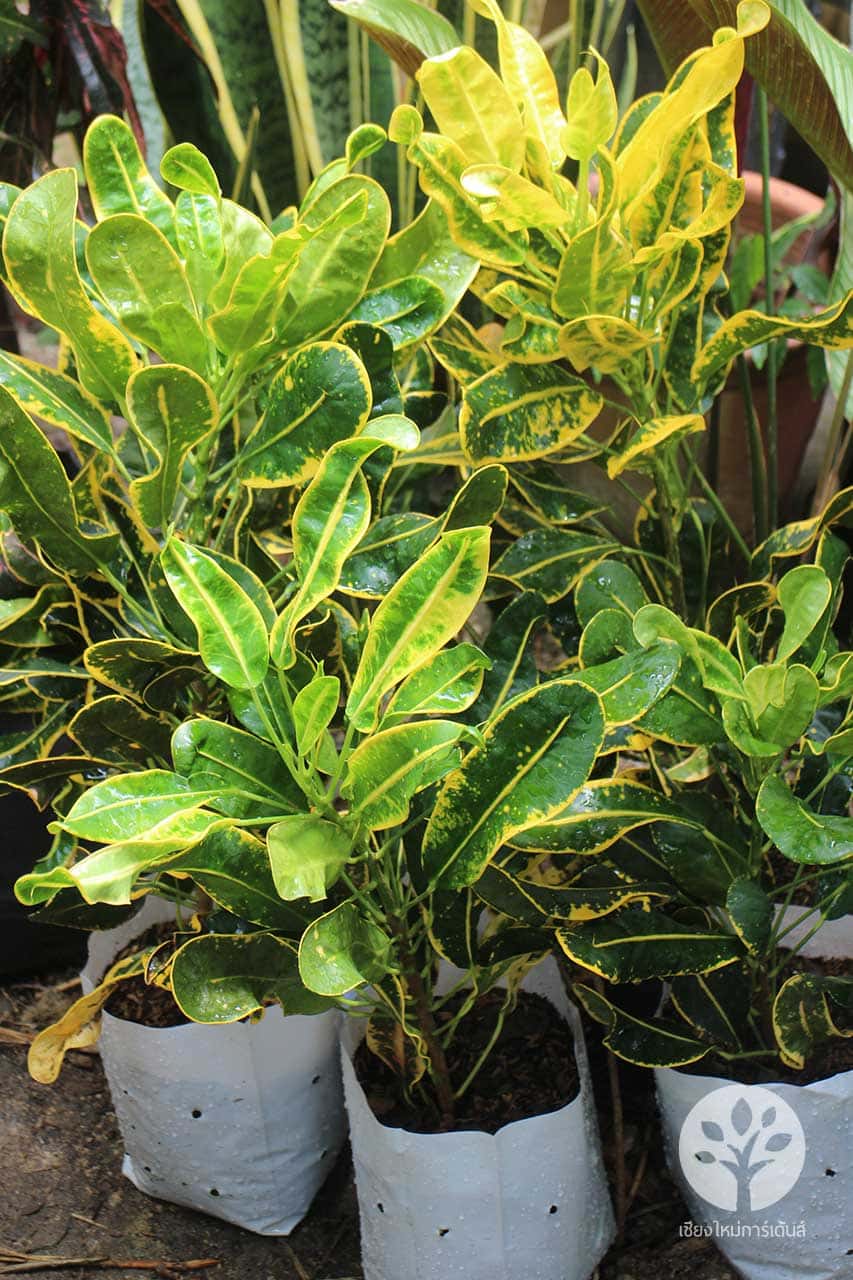 โกสนขุนช้างเข้าโบสถ์