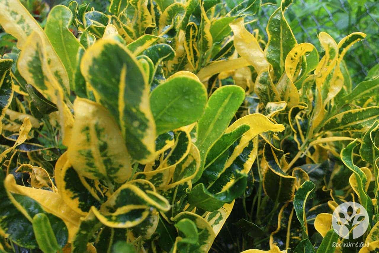 โกสนขุนช้างเข้าโบสถ์