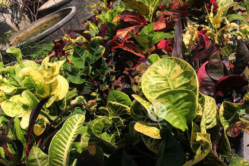 วิธีปลูกโกสน