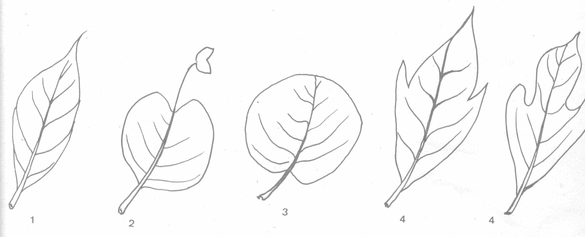 โกสน ลักษณะใบกว้าง (Broad Leaved)