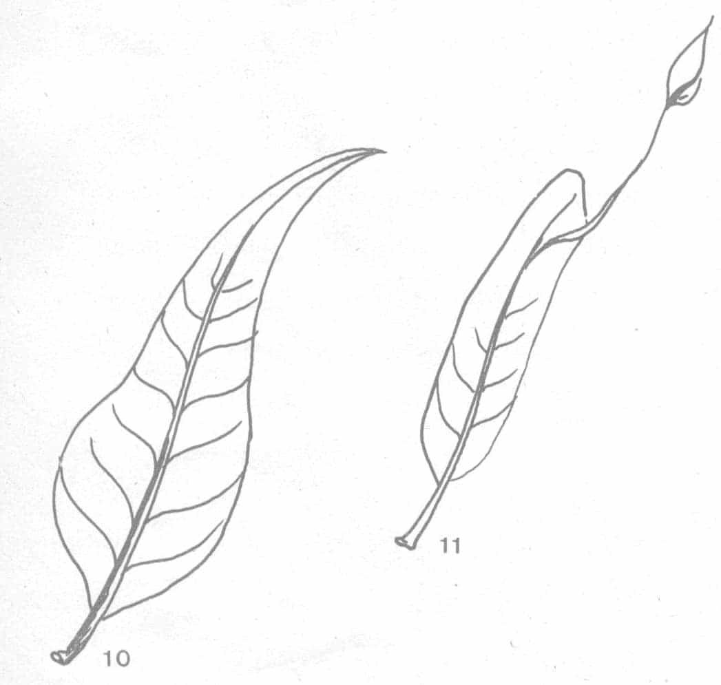 โกสน ประเภท ใบแคบสะโพกใหญ่ และใบแคบมีสายระยาง