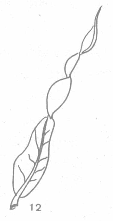 โกสนประเภทใบแคบปลายบิด