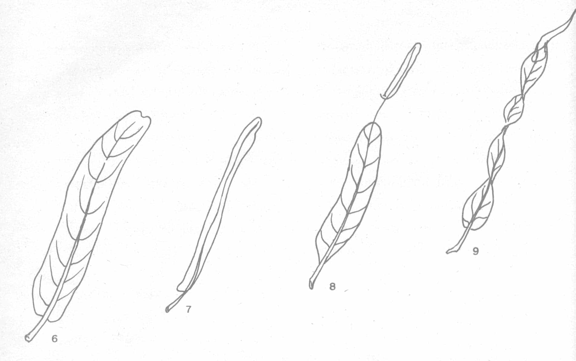 โกสน ลักษณะใบแคบ (Narrow Leaved)