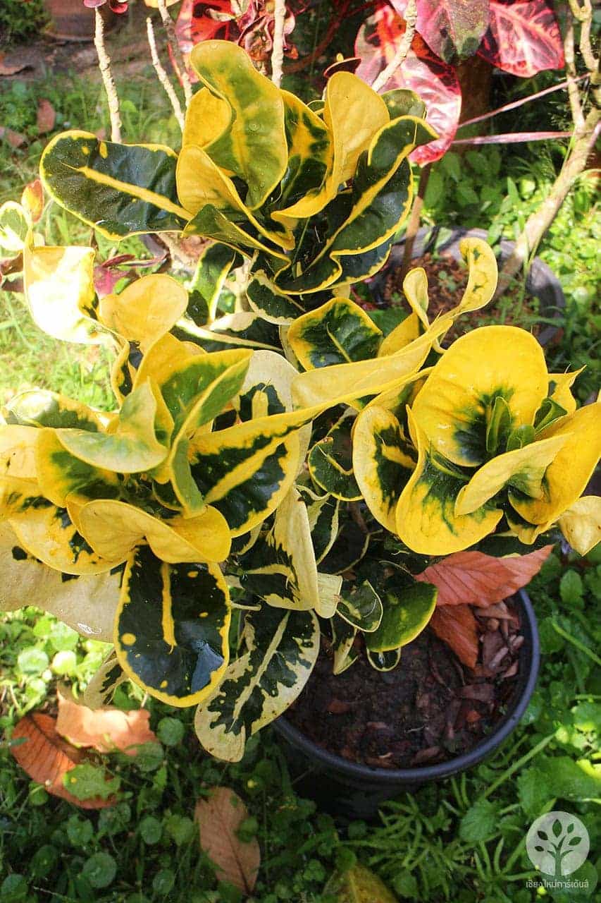 โกสนอิเหนาเหลือง