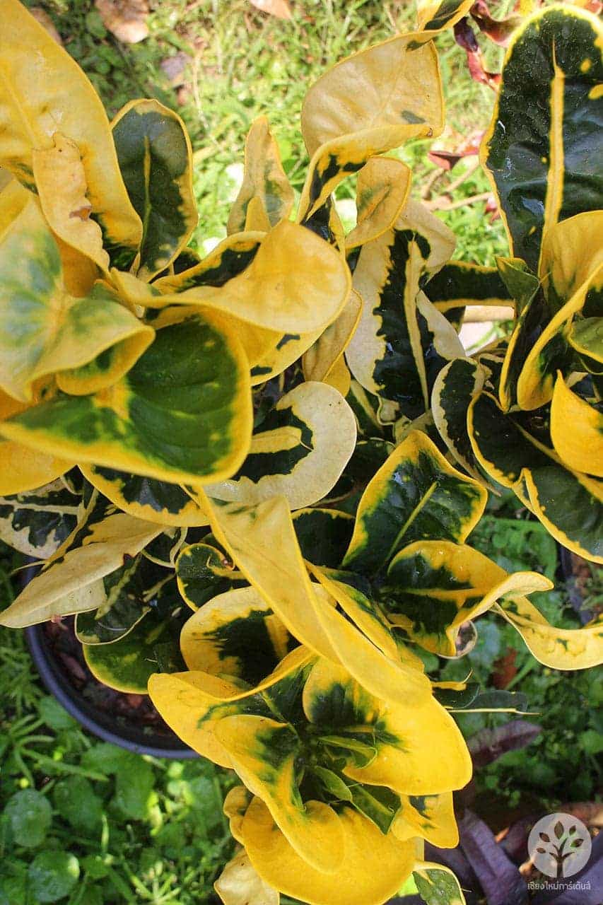 โกสนอิเหนาเหลือง