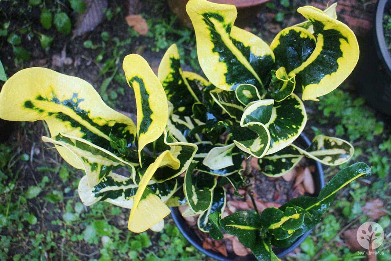 โกสนอิเหนาเหลือง