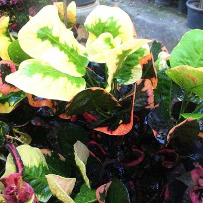 โกสน พันธุ์ เจ้าน่าน