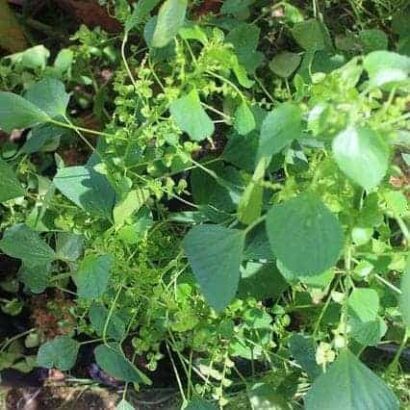 เมล็ดตำแยแมว