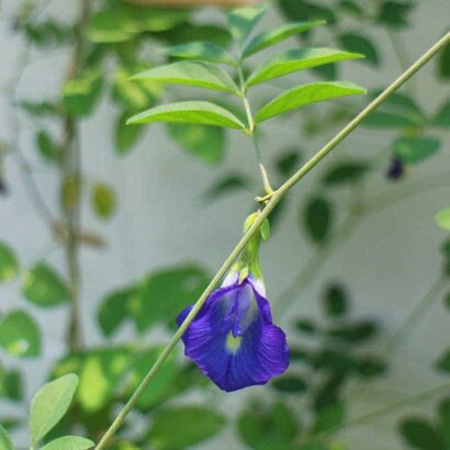 อัญชัน พันธุ์ดาหลา