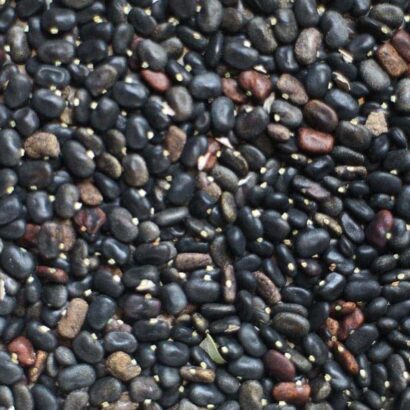 เมล็ดอัญชันพันธ์ดาหลา