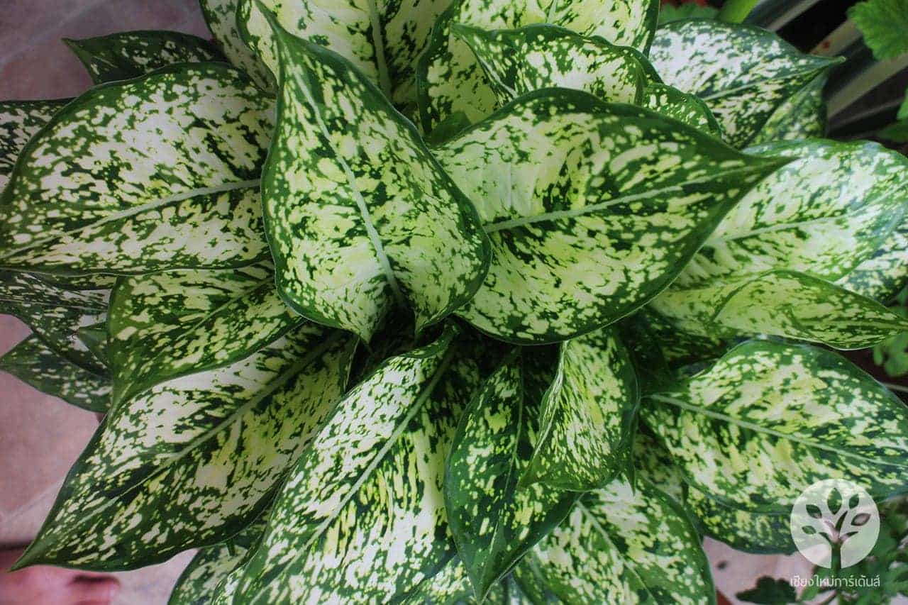 เพชรน้ำหนึ่ง