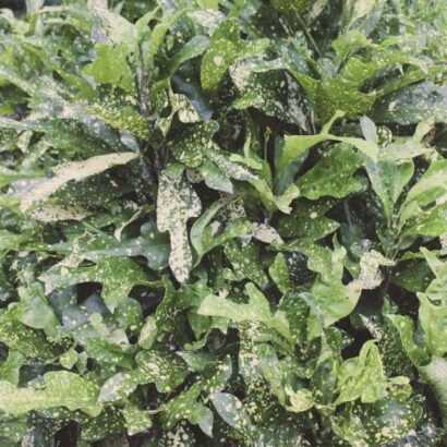 โกสนตรีน้ำค้าง