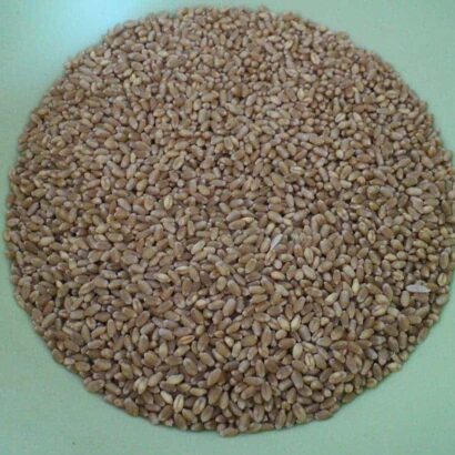 เมล็ดข้าวสาลี