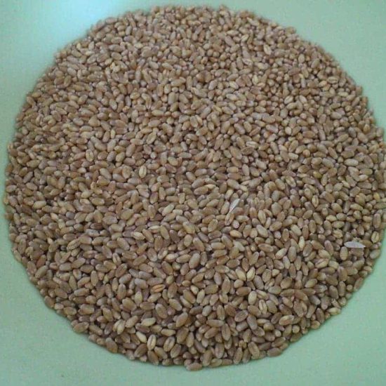 เมล็ดข้าวสาลีแบบขาว