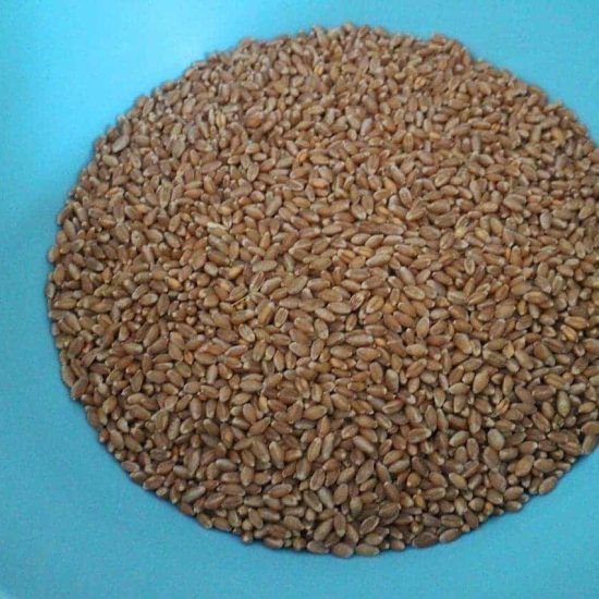 เมล็ดข้าวสาลีแบบแดง