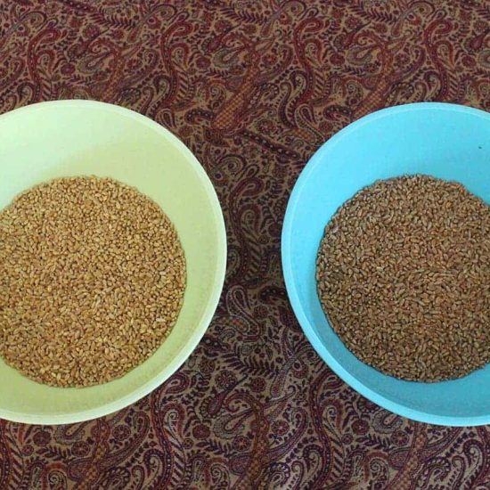 เมล็ดข้าวสาลีแบบสีขาวและสีแดง