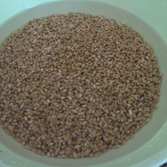 เมล็ดข้าวสาลีแช่น้ำ