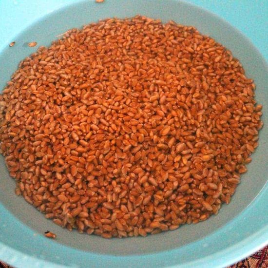 เมล็ดข้าวสาลีแช่น้ำ