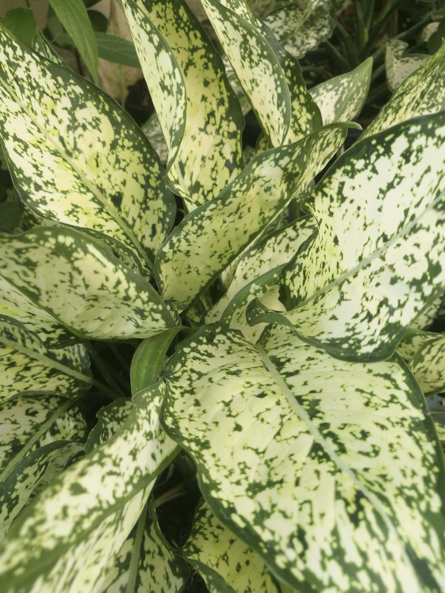 เพชรน้ำหนึ่ง