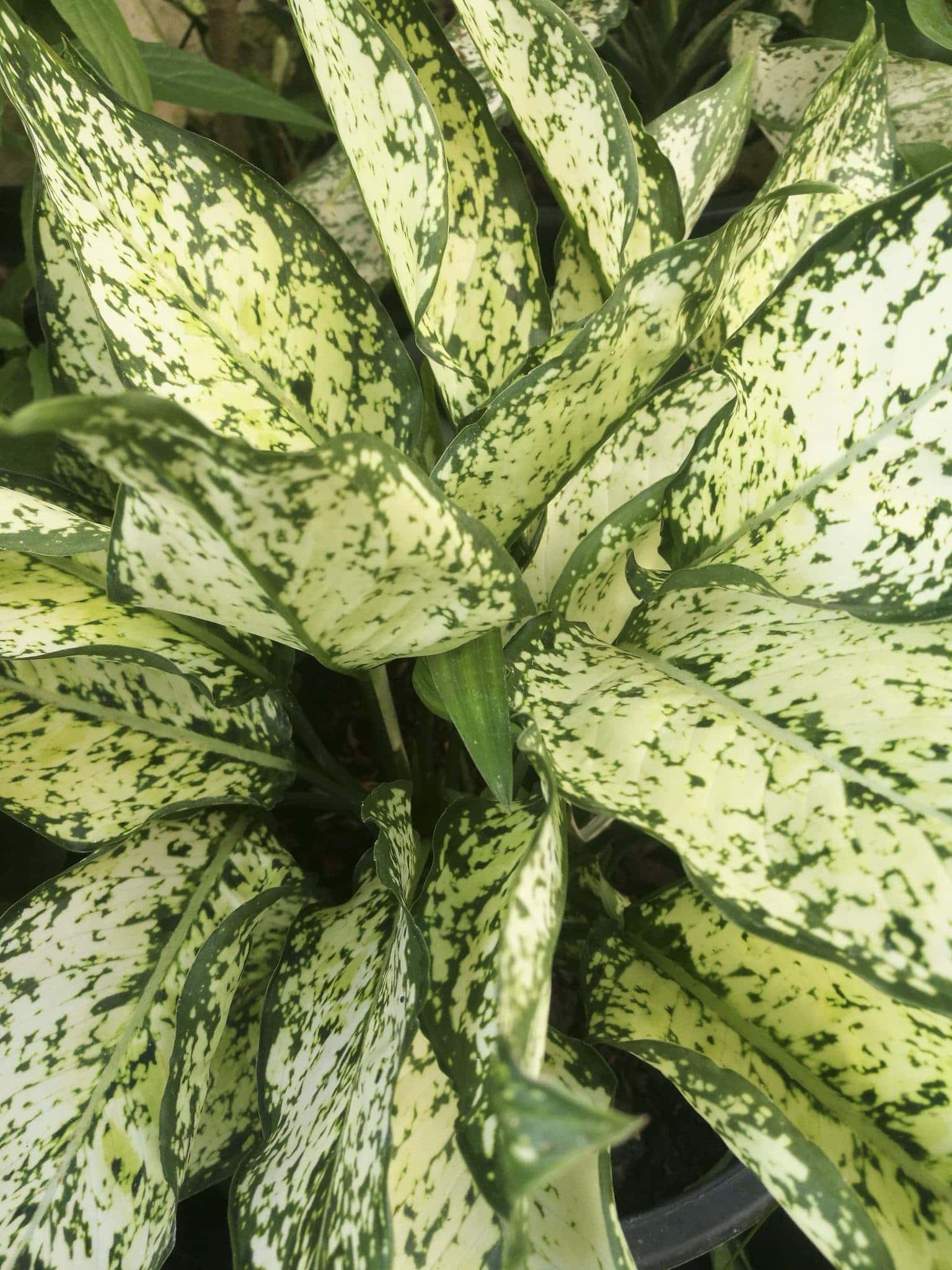 เพชรน้ำหนึ่ง