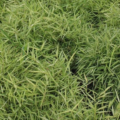 ต้นไผ่เงิน หรือ ต้นไผ่แมว