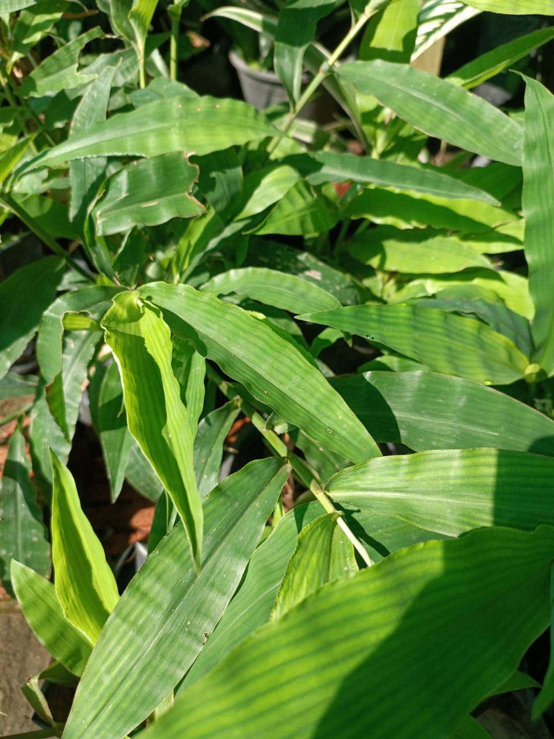 หญ้าจิ๋มฟิต