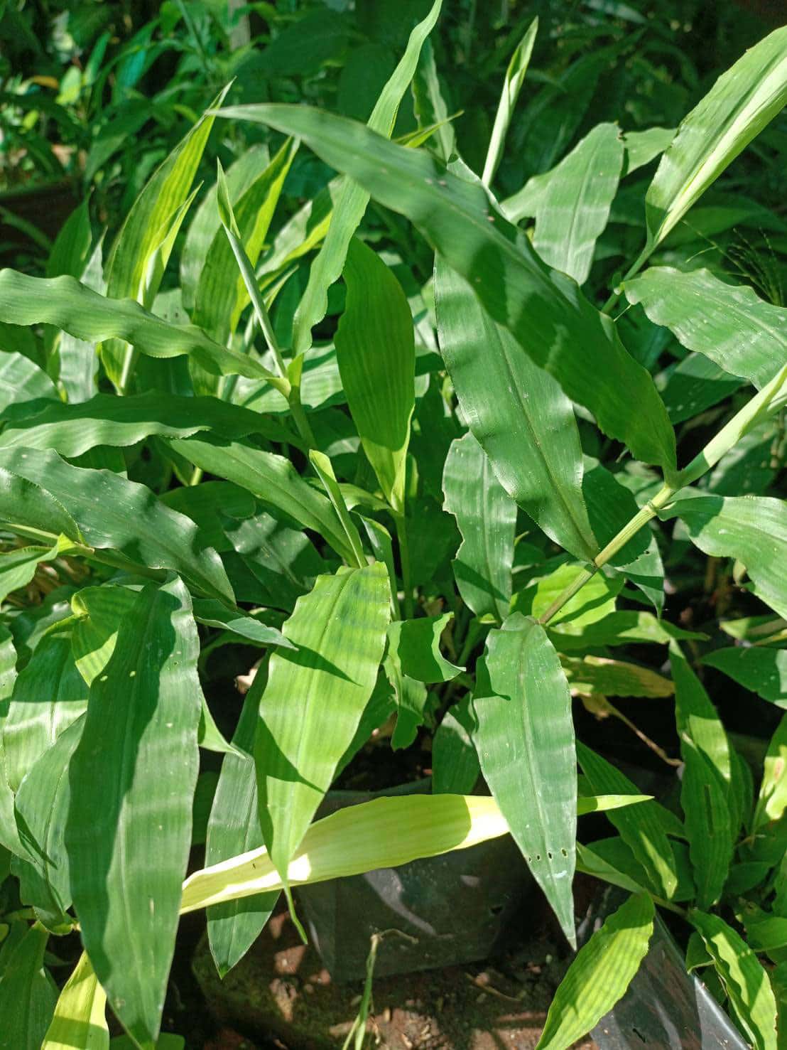 หญ้ารีแพร์