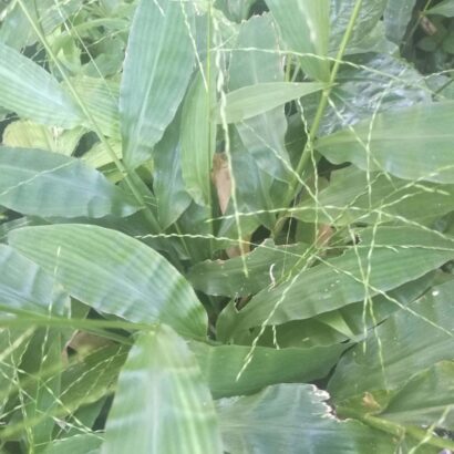 หญ้าฮี๋ยุ่ม