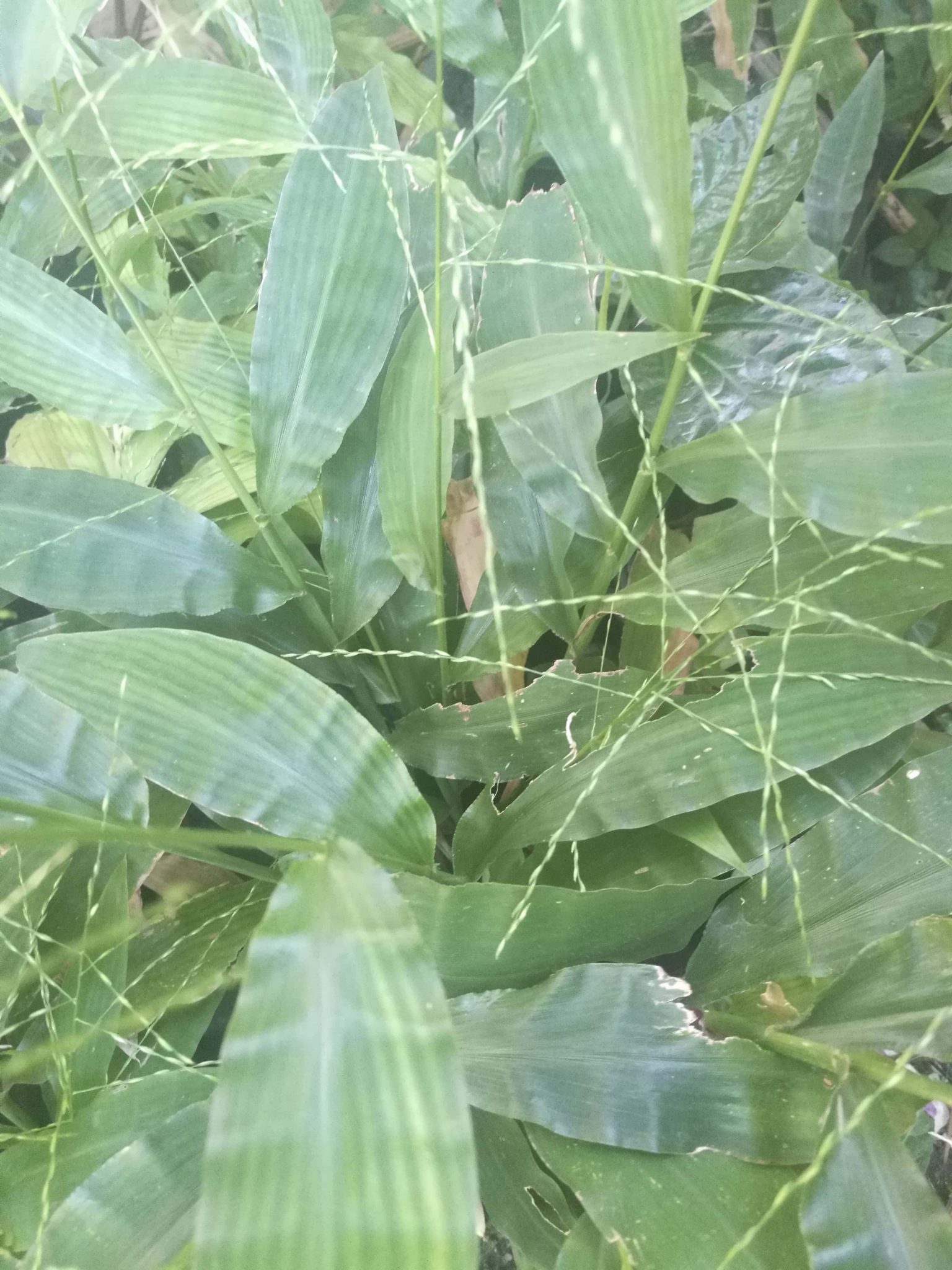 หญ้าฮี๋ยุ่ม