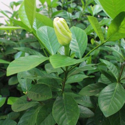 ดอกเก็ดถะหวา