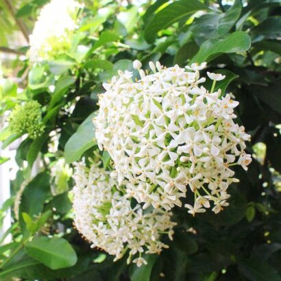 ต้นดอกเข็มสีขาว