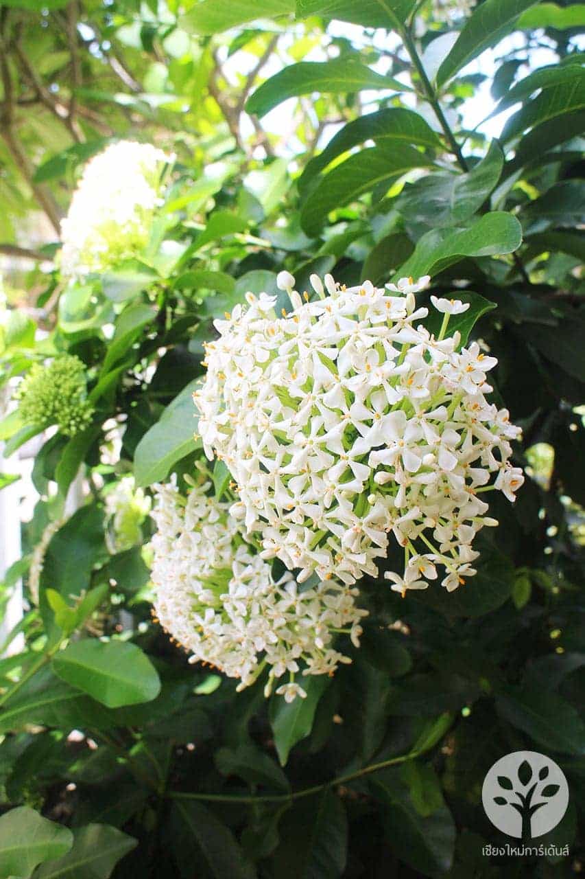 ต้นดอกเข็มสีขาว