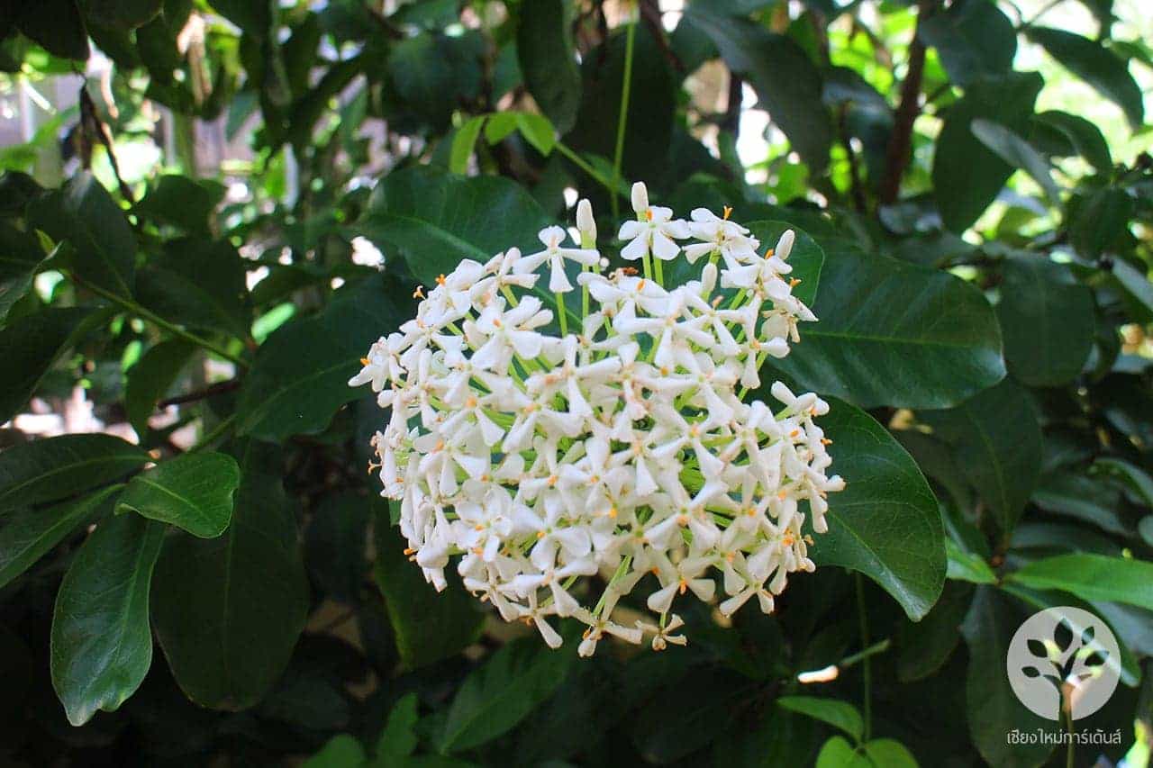 ต้นดอกเข็มสีขาว