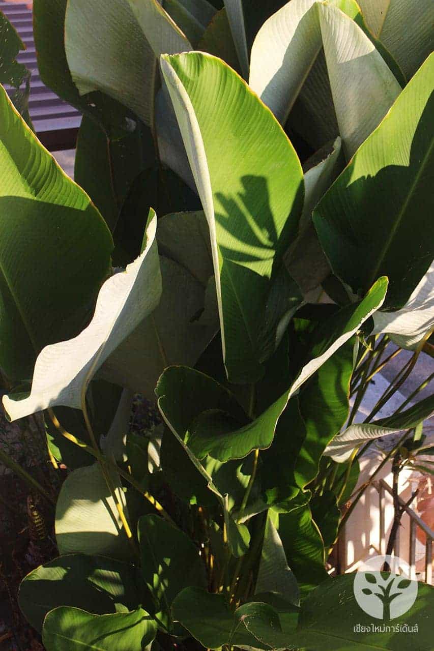 ต้นซิการ์