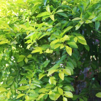 ต้นชาทอง