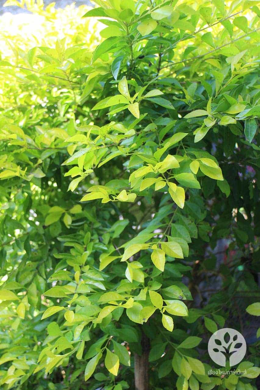 ต้นชาทอง