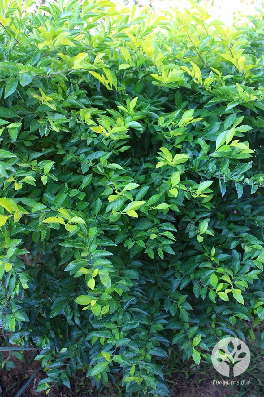 ต้นชาทอง