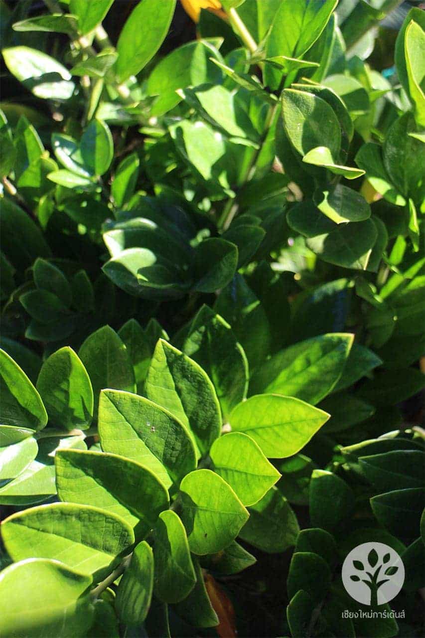 กวักมรกต