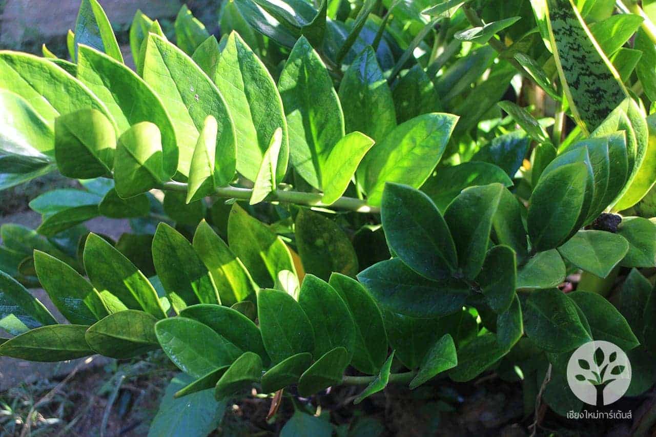 กวักมรกต