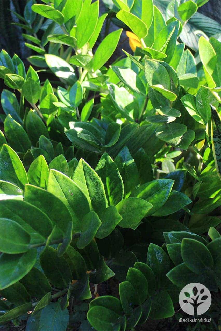 กวักมรกต