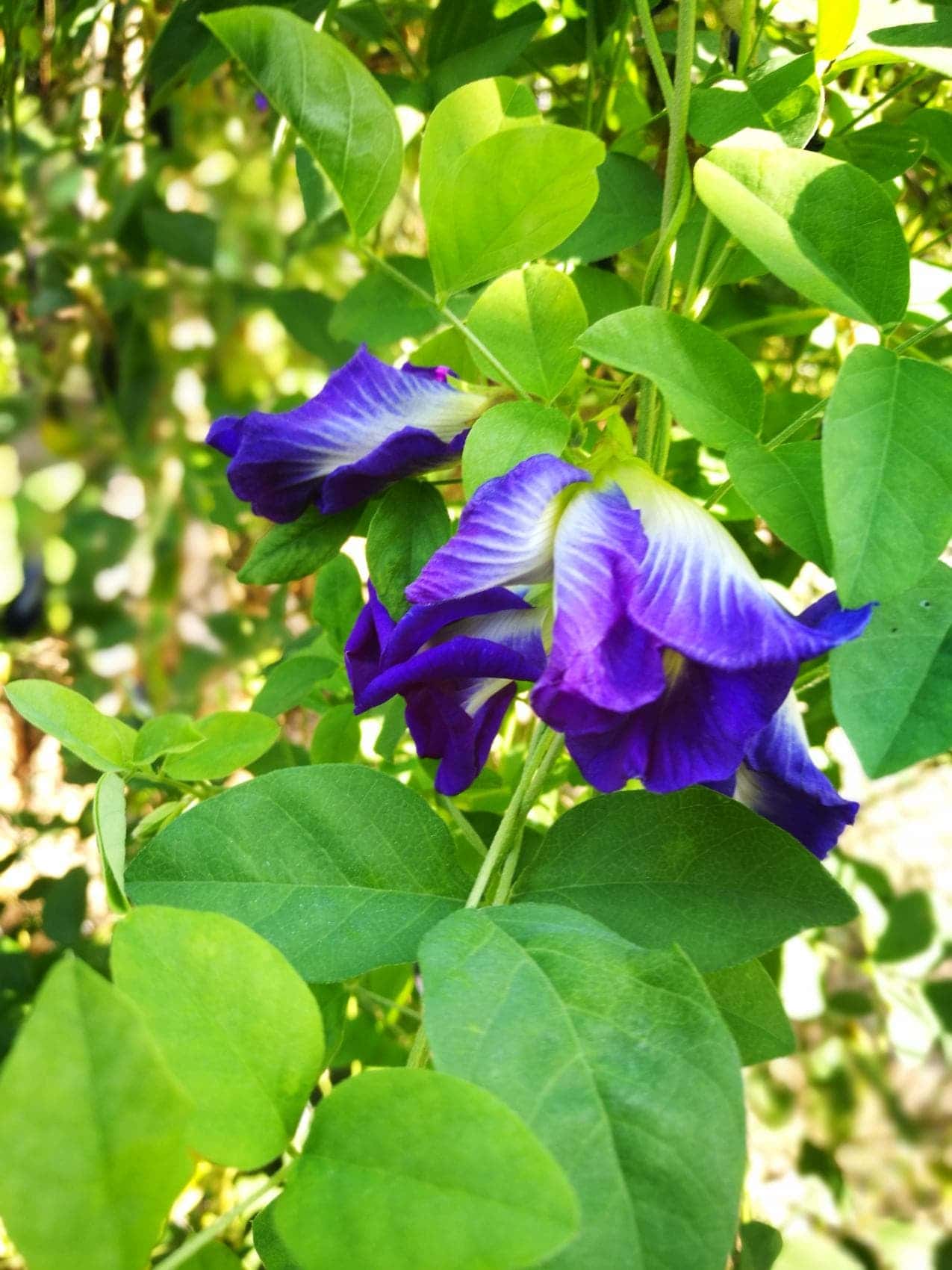 ต้นกล้าอัญชัน กลีบซ้อน สีน้ำเงิน