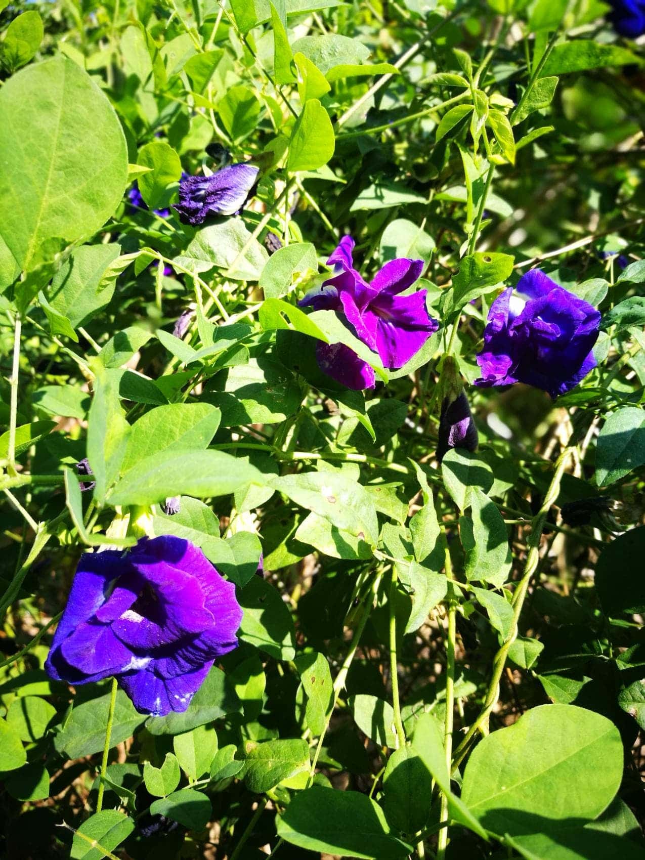 ต้นกล้าอัญชัน กลีบซ้อน สีน้ำเงิน