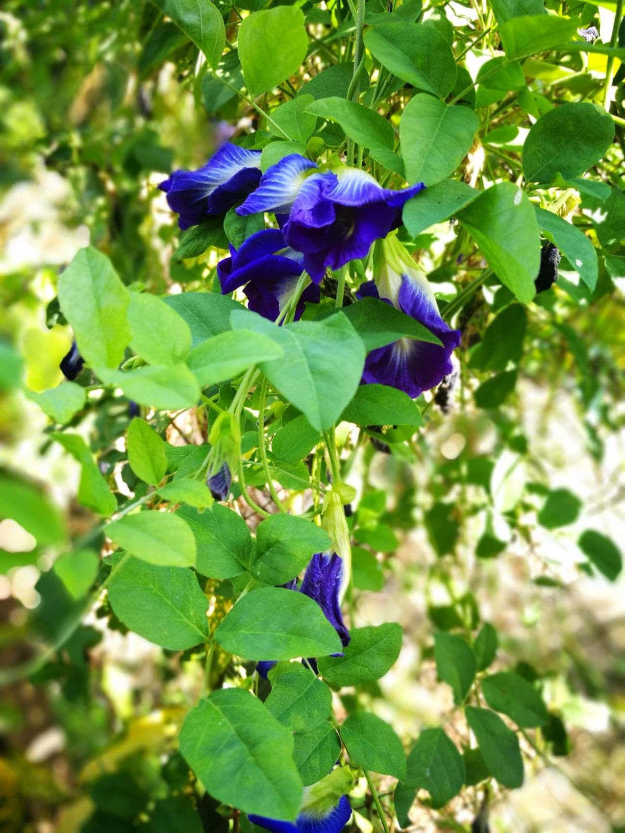 ต้นกล้าอัญชัน กลีบซ้อน สีน้ำเงิน